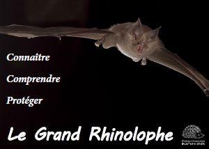 Plaquette Grand rhinolophe
