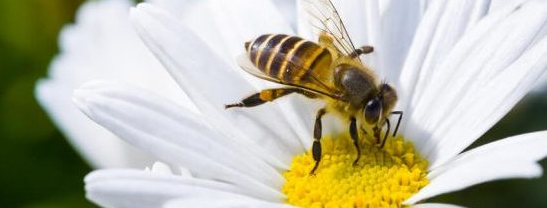 Déclin des pollinisateurs : dites à la Commission européenne d’agir