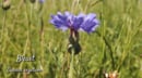 Vidéo de Vienne Nature sur les plantes messicoles