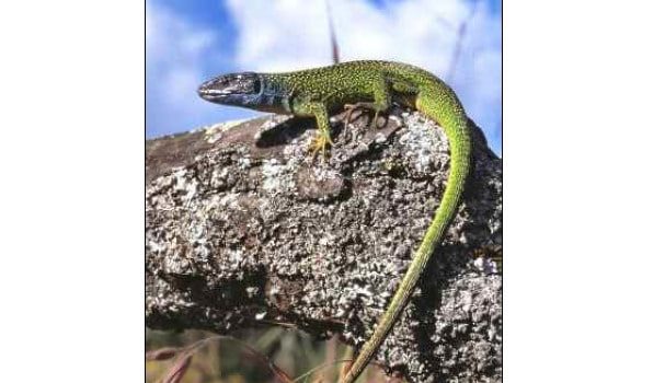 Cahier technique « Amphibiens et Reptiles du Poitou-Charentes »