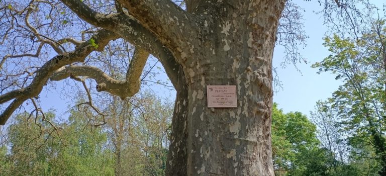 Les inventaires des arbres remarquables en Poitou-Charentes