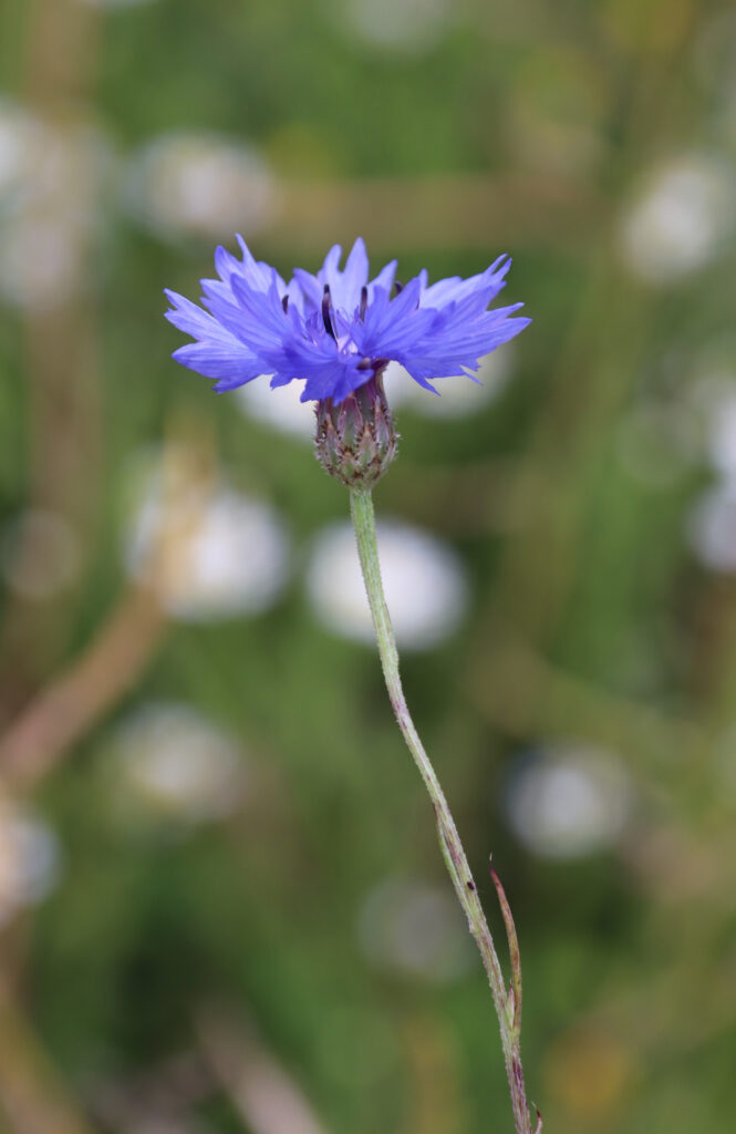 Bleuet cyanus segetum