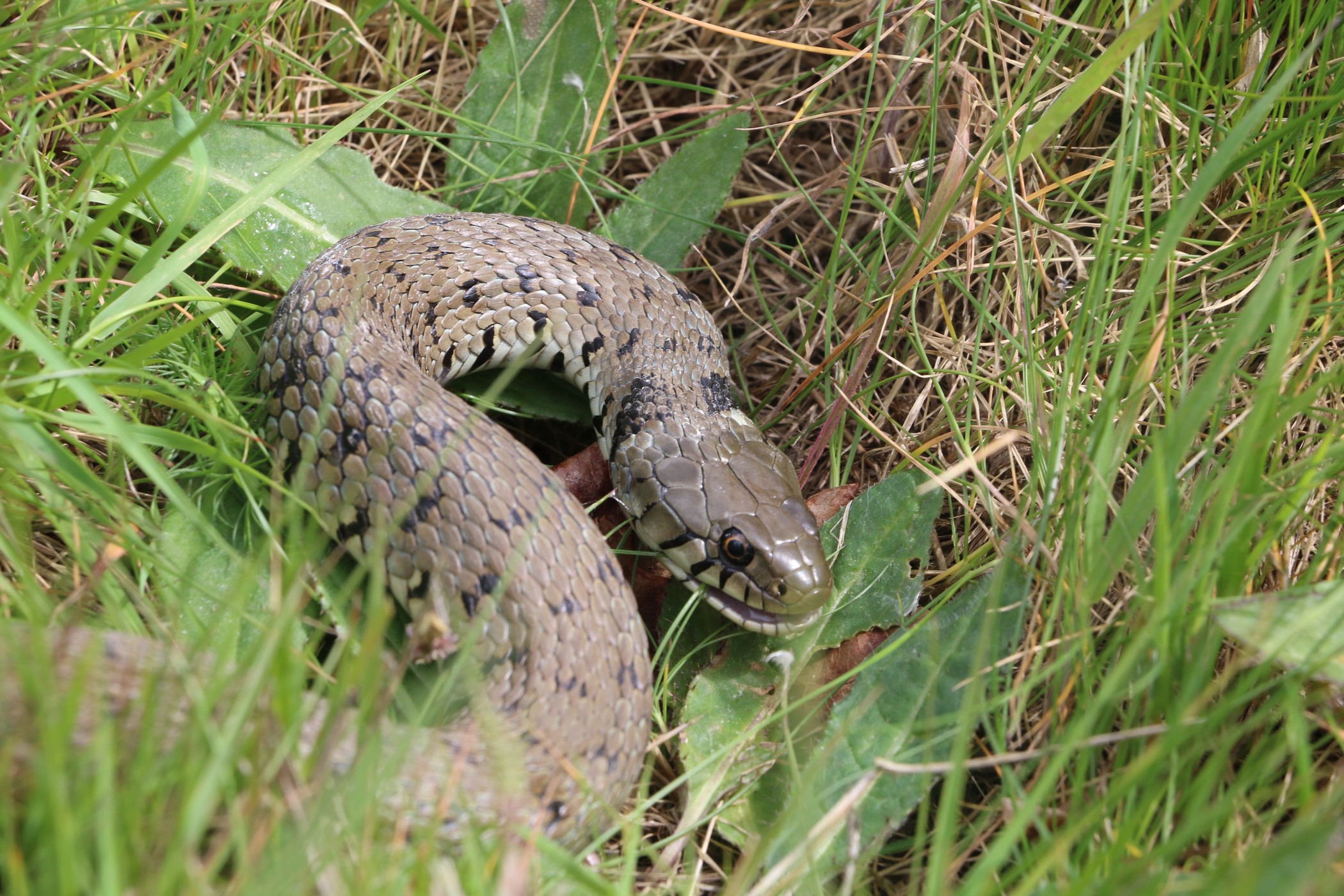 Atlas des amphibiens et reptiles de Poitou-Charentes