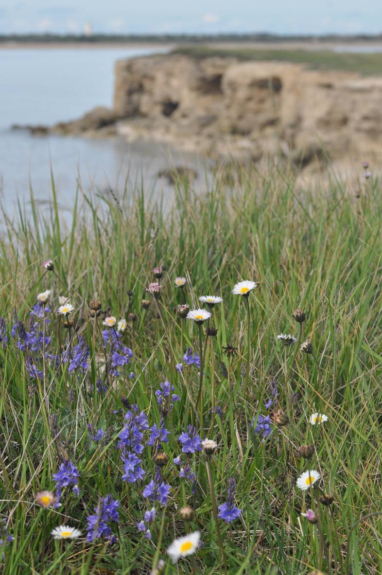 Zone Naturelle d&rsquo;Intérêt Ecologique, Floristique et Faunistique (ZNIEFF)