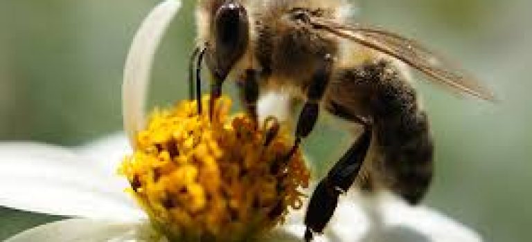 Observatoire de la biodiversité en Poitou-Charentes