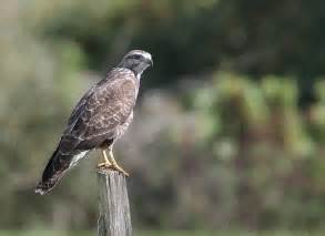 Enquête sur les rapaces diurnes en Poitou-Charentes