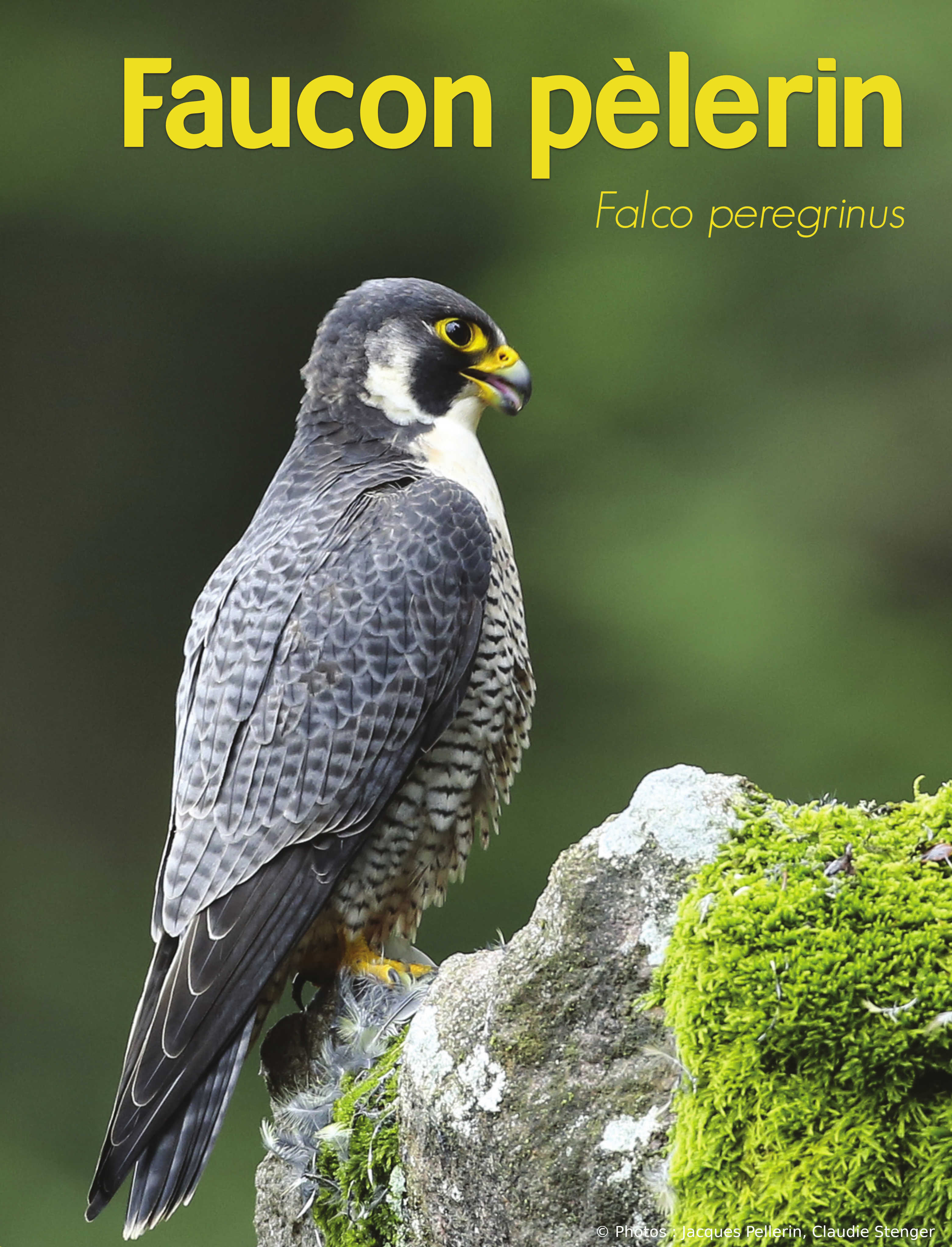 Oiseaux des carrières du Poitou-Charentes