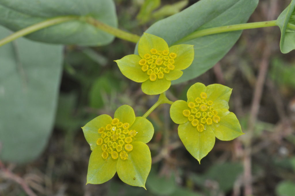 Buplèvre à feuilles (Bupleurum subovatum) – photo Fabrice Conort