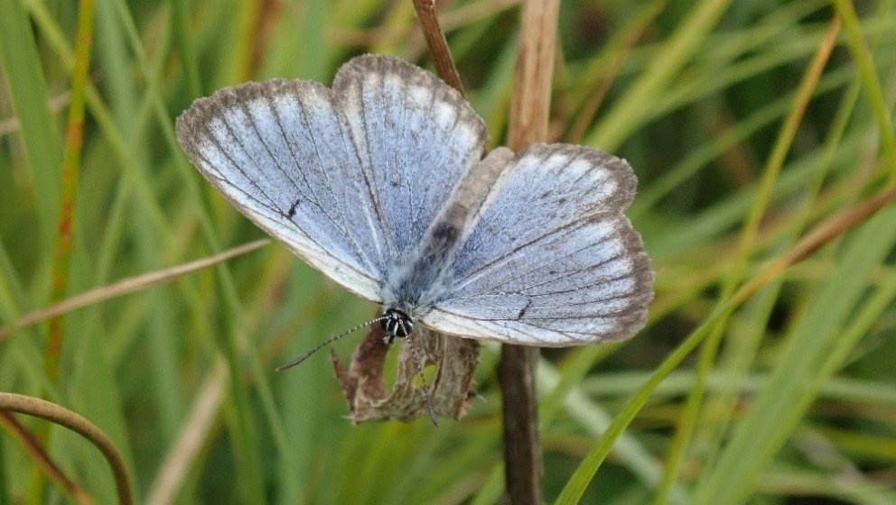 PNA papillons de jour