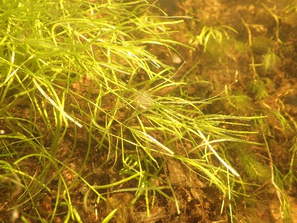 Callitriche à crochets (Callitriche hamulata) – photo Sarah Bégoin