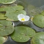Hydrocharis morsus-ranae - Morène