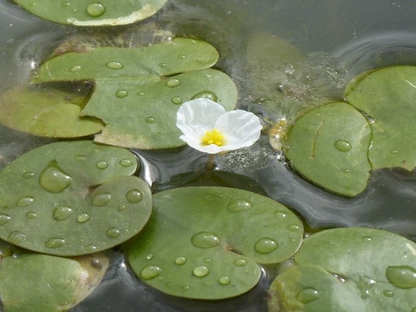 Hydrocharis morsus-ranae - Morène