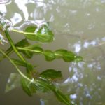 Potamot à feuilles perfoliées (Potamogeton perfoliatus) – photo Thibault Lefort