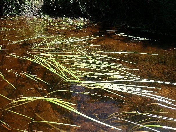 Rubanier émergé (Sparganium emersum) – photo Sarah Bégoin