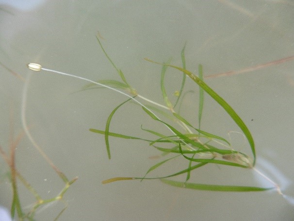 Zannichellie à feuilles obtuses (Zannichellia obtusifolia) – photo Thibault Lefort