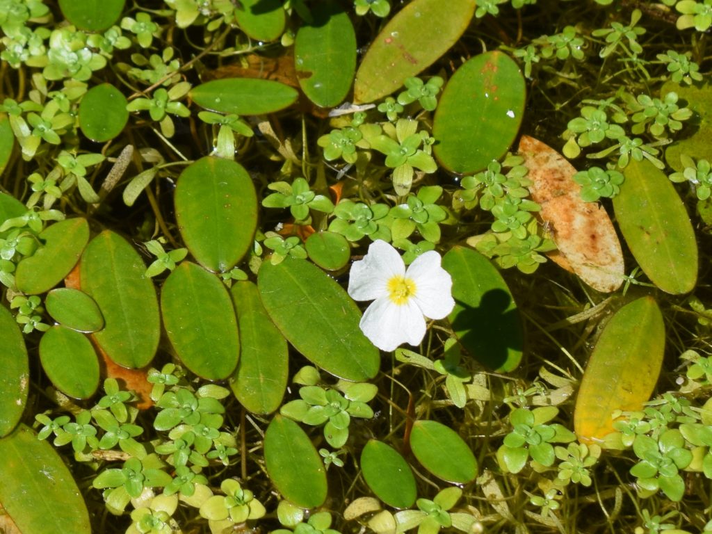 Flûteau nageant (Luronium natans) – photo Olivier Collober