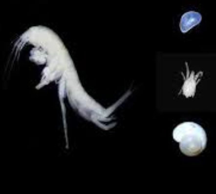 Conférence Stygofaune – SEPANSO