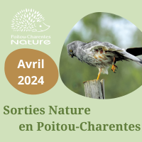 Sorties nature avril 2024