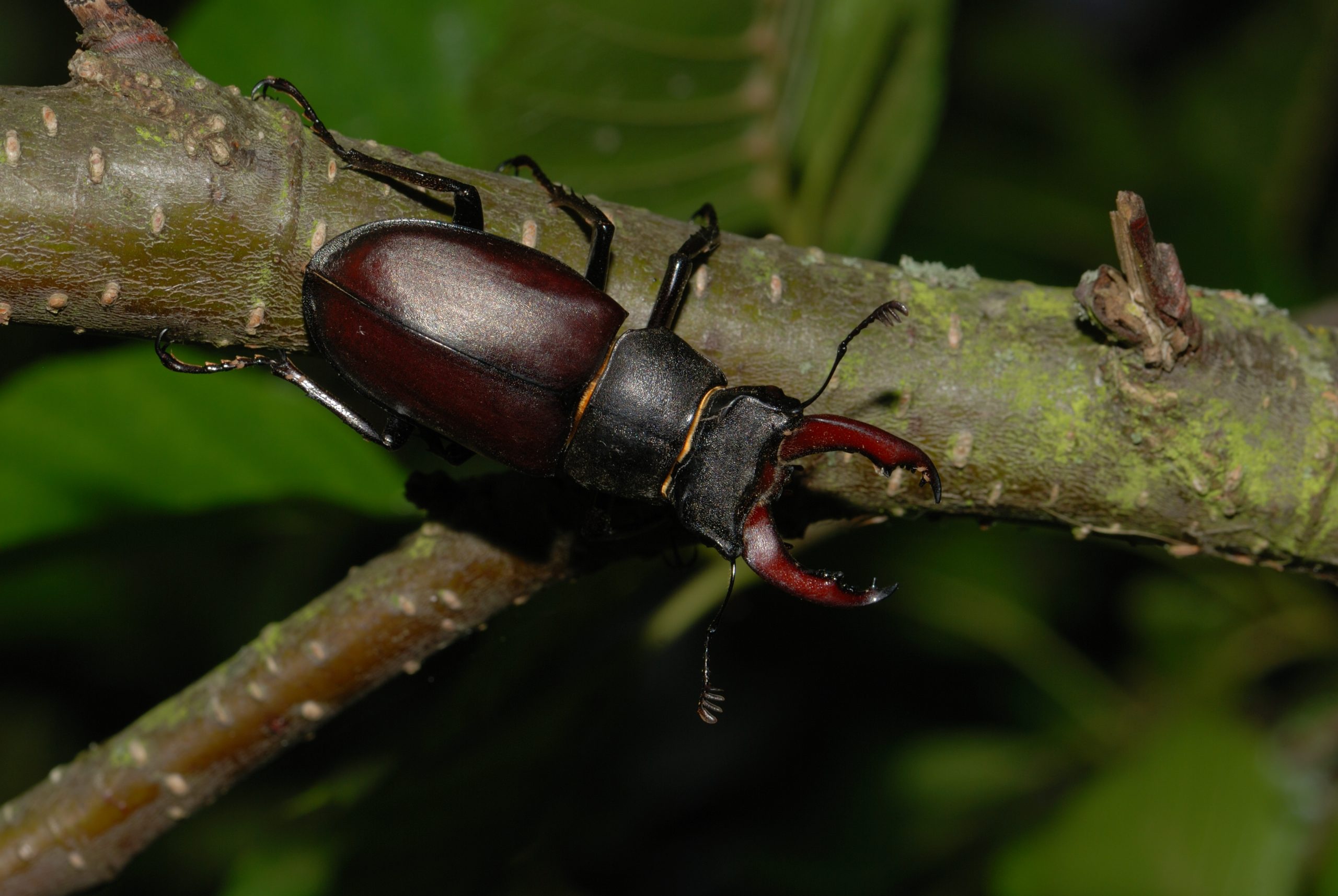 Enquête sur le lucane cerf-volant en Nouvelle-Aquitaine