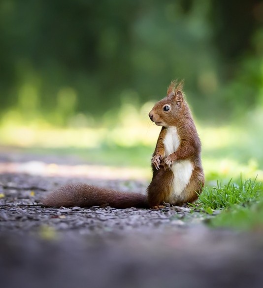 Conférence présentation du centre de soins de la faune sauvage poitevine