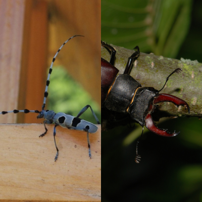 En quête d&rsquo;insecte en Nouvelle-Aquitaine