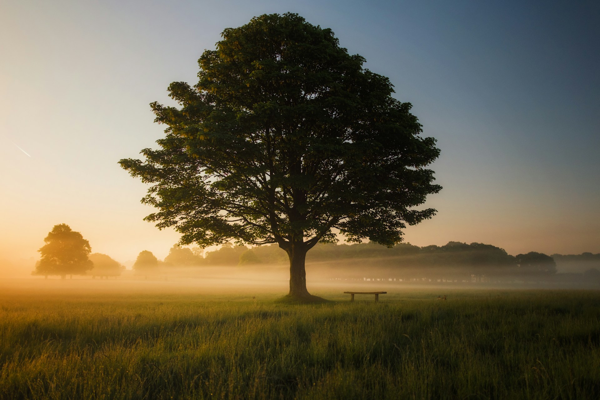 Les vieux arbres