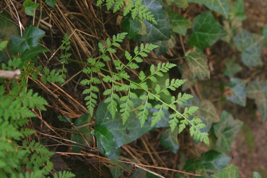 Cystoptéris fragile (Cystopteris fragilis) – photo Stéphane Barbier