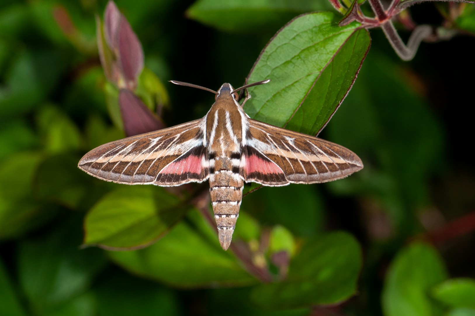 Hétérocères, conservation et connaissance