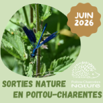 Sorties nature juin 2026
