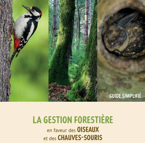 Gestion forestière, oiseaux et chauves-souris